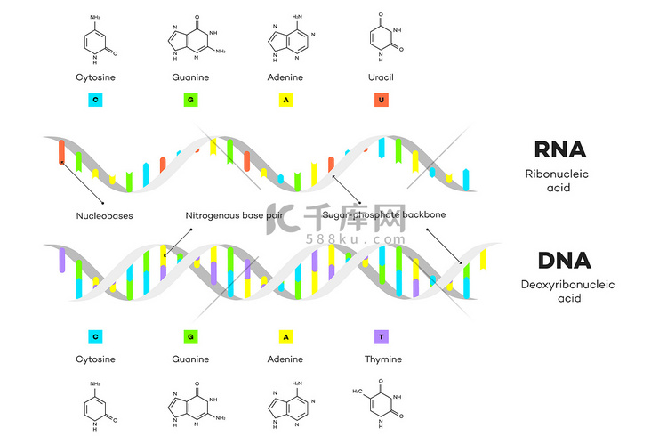 DNA 和 RNA 的分子结构。高清摄影大图-千库网