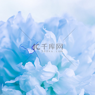 淡蓝色花背景图片素材_柔和的焦点,抽象的花卉背景,淡蓝色的牡丹花瓣.