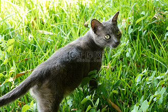 一只猫站在草地上