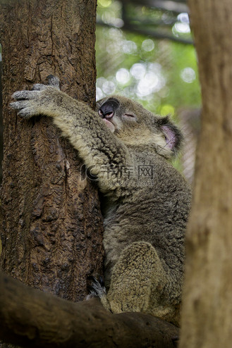 考拉熊睡在树上的形象.