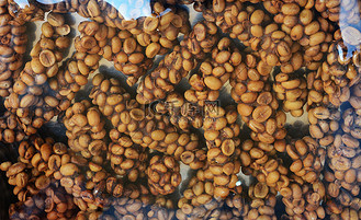 kopi luwak 或新鲜的果子狸咖啡