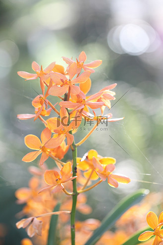 橙花图片_橙花素材-橙花图片大全-千库网