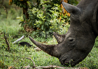 南非凤凰草图片素材_在南非克鲁格国家公园吃草的白犀牛.