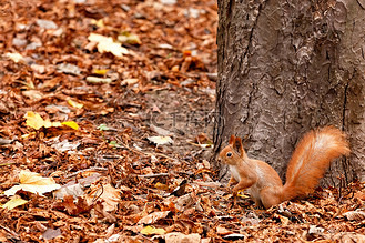 一只好奇的橙色松鼠的肖像，在森林树干和落叶的背景下。