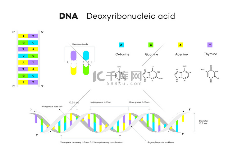 DNA 的分子结构。高清摄影大图-千库网