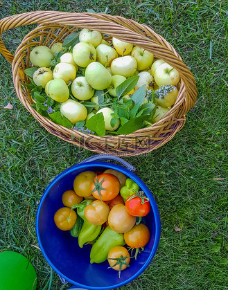 柳条正宗篮子,里面装满了新鲜的青苹果和一桶西红柿,站在绿草上