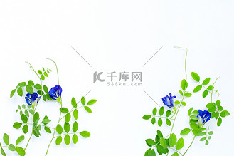 与叶子的蝴蝶豌豆花在白色背景.