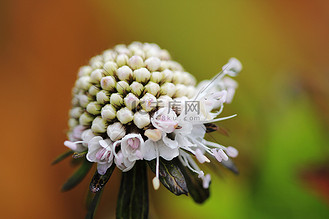 簇花图片素材_scabiosa siamensis craib 以紧密的簇状开花.