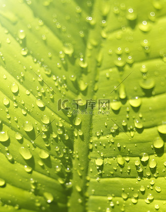 有水滴的美丽的绿叶
