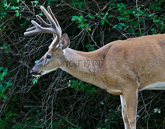 一只有角的野生雄鹿的美丽孤立形象