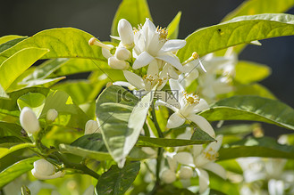 橙花图片_橙花素材-橙花图片大全-千库网