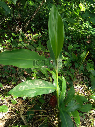 ginger图片素材_苦姜(zingiber zerumbet, shampoo ginger, pinecone