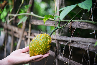 农民在他的有机农场里拿着小菠萝蜜 — 具有绿色当地家庭农业理念的人