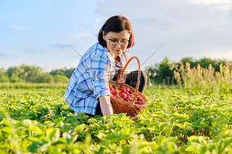 农田用铁叉图片素材_农田里种着草莓,女人用篮子采摘浆果