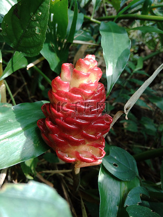 苦姜(zingiber zerumbet, shampoo ginger, pinecone ginger, awapuhi