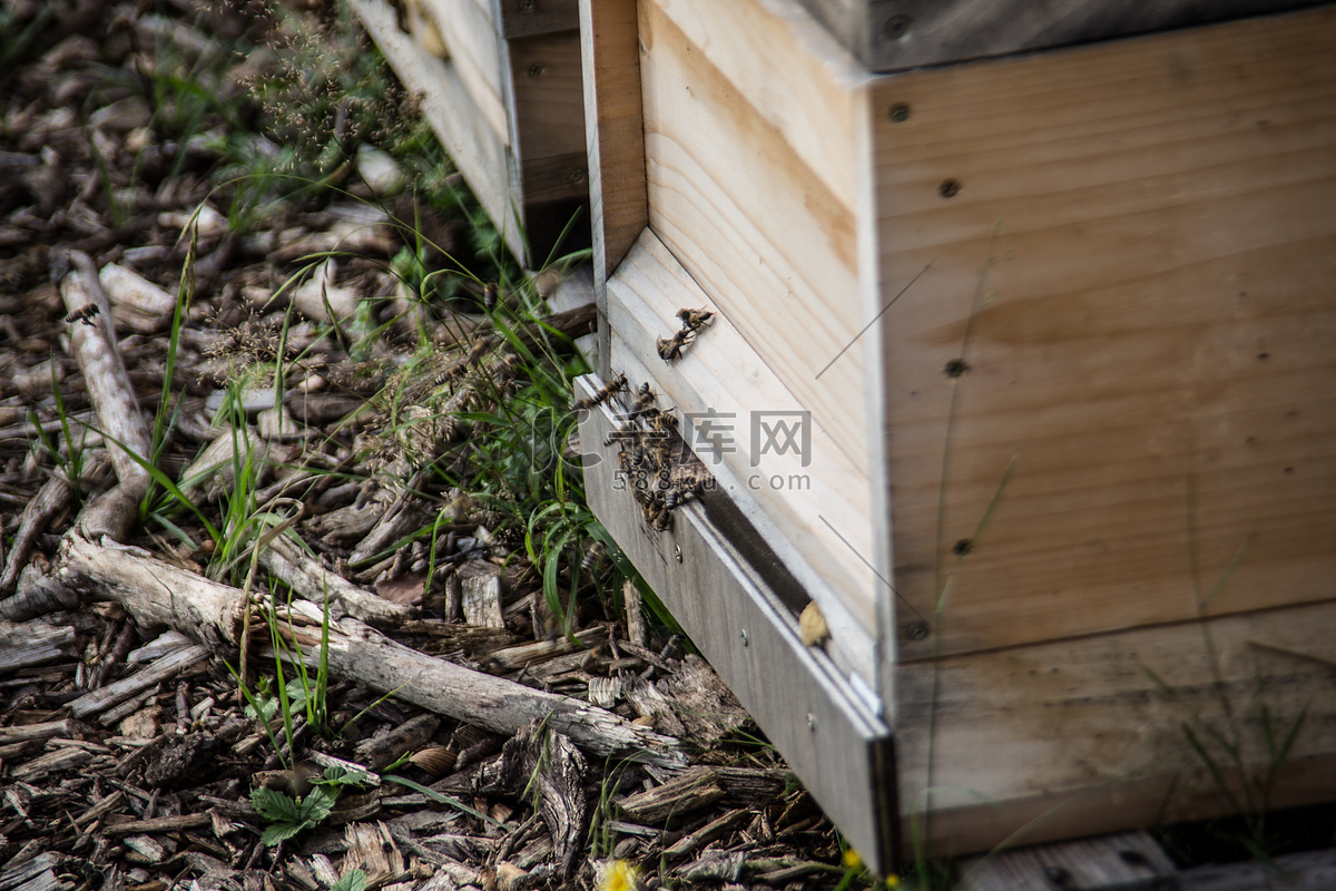 蜂农与蜂和蜂箱一起使用在蜂房 蜂房的蜂农 库存图片. 图片 包括有 的根底, 蜂箱, 本质, 弄脏之前, 昆虫 - 98839279