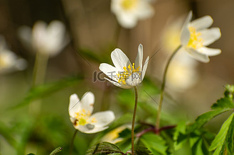 白色银莲花图片_白色银莲花素材-白色银莲花图片大全-千库网
