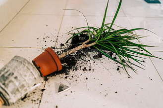 地板上破碎的花盆,土壤溢出,植物受损.