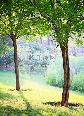 两棵树图片_两棵树素材-两棵树图片大全-千库网