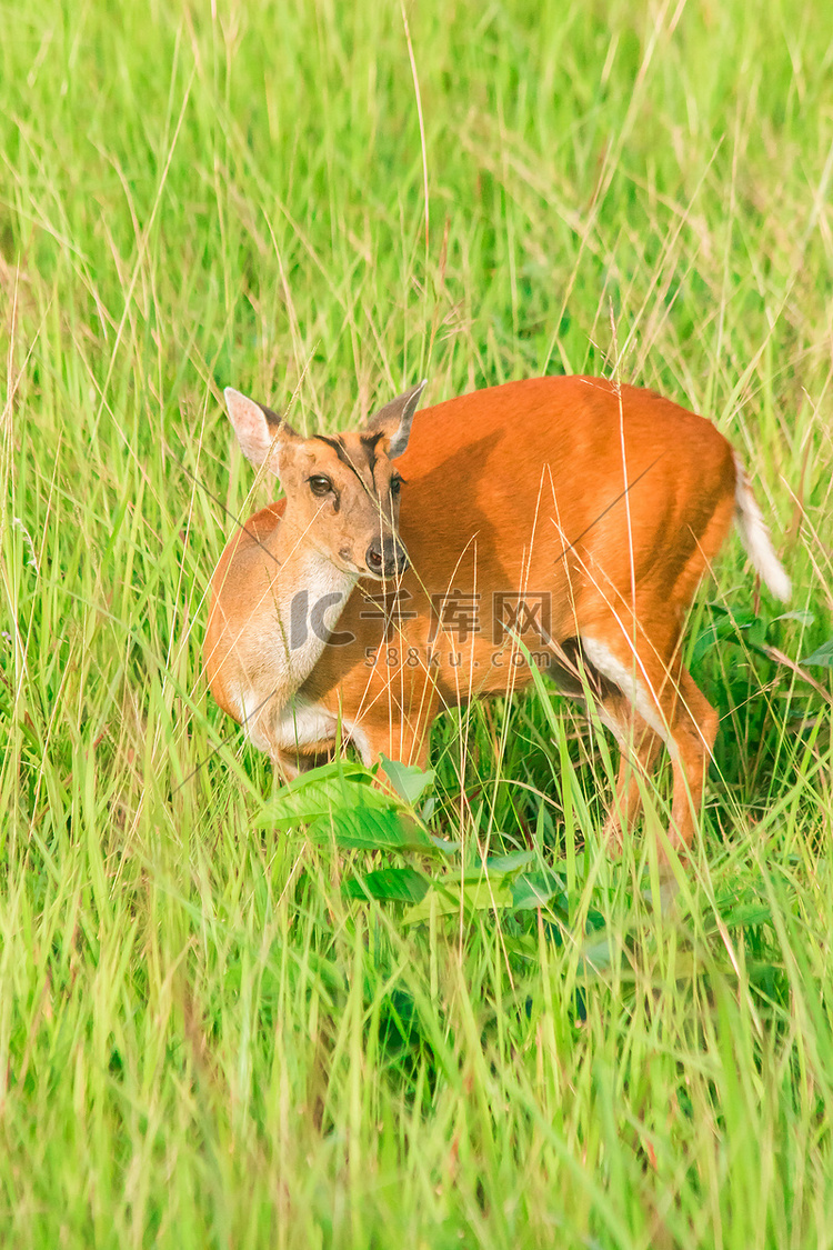 赤鹿 (Muntiacus vaginalis) 独自在草地上行走。高清摄影大图千库网