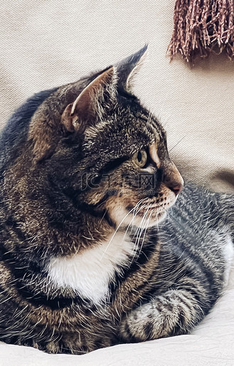 家沙发上漂亮的雌性成年虎斑猫,可爱的宠物,肖像