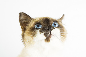 亨利猫图片_亨利猫设计图片素材大全-千库网