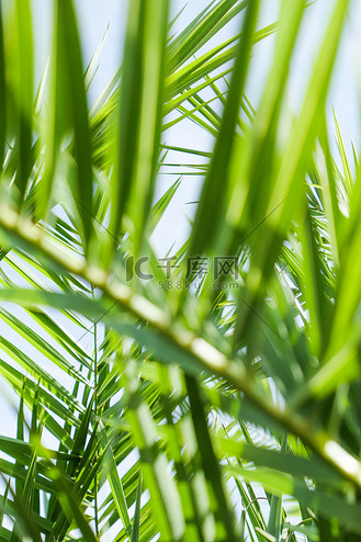 夏季的棕榈叶