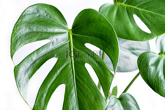 异国情调的室内植物龟背竹爬行动物的叶子的特写镜头.