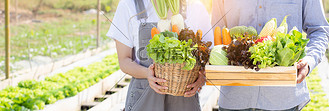 美丽的年轻亚洲女人和男人在水培农场的篮子里收获和采摘新鲜的有机蔬菜园、健康食品农业和商业企业家概念、横幅网站。