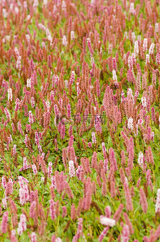车前草粉红色的花朵