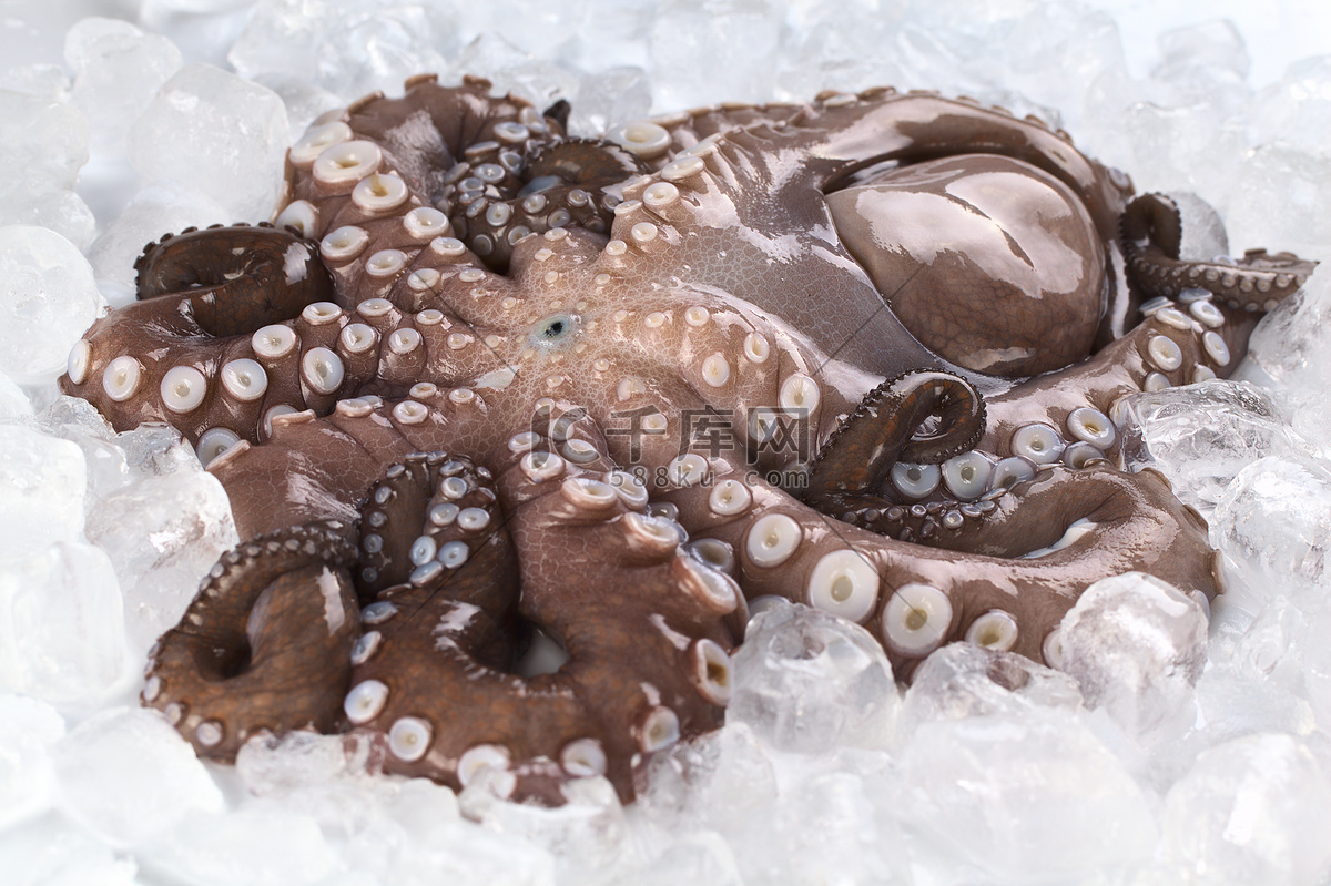 章鱼 椰子章鱼 椎骨 - Pixabay上的免费图片 - Pixabay
