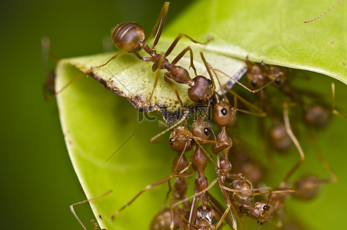 团队蚂蚁图片大全-团队蚂蚁高清图片下载-觅知网
