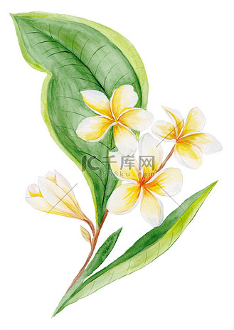 鸡蛋花水彩植物