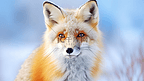 雪地里的狐狸正面特写镜头