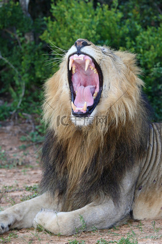 狮子张着嘴露出牙齿