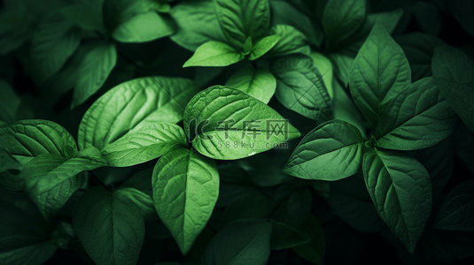 地球绿叶摄影照片特写摄影中的绿叶