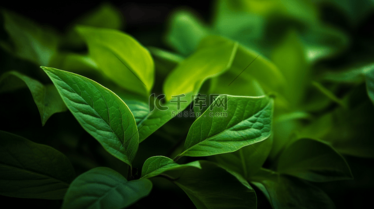 地球绿叶摄影照片特写摄影中的绿叶