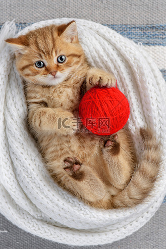 小条纹小猫玩毛线球