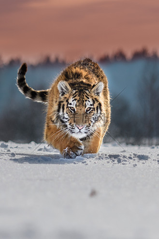 西伯利亚虎(panthera tigris tigris tigris)在森林中也被称为黑虎