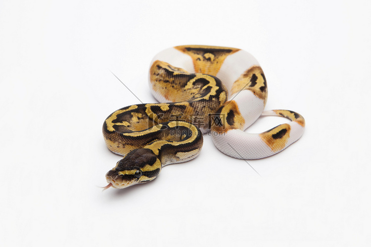 皇家 python 在白色背景上 高清摄影大图-千库网