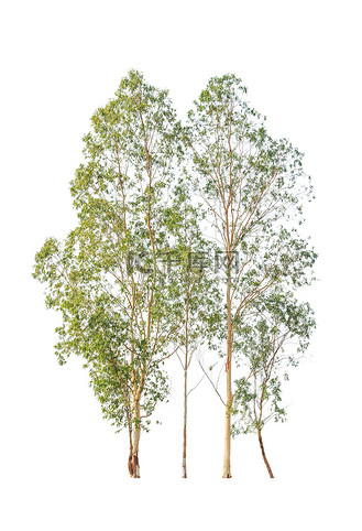 eucalyptus trees, tropical tree in the northeast of thailand iso