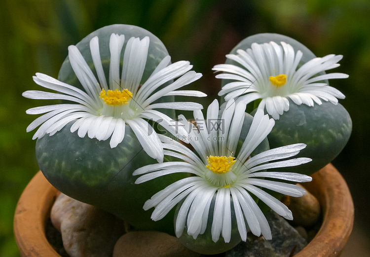 Mesembs Lithops Sp mesembs-lithops-sp