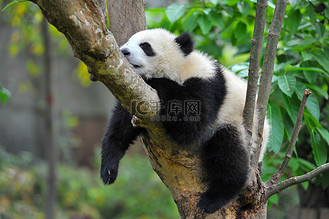 可爱的大熊猫睡着了