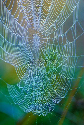巨型蜘蛛网与清晨的露水