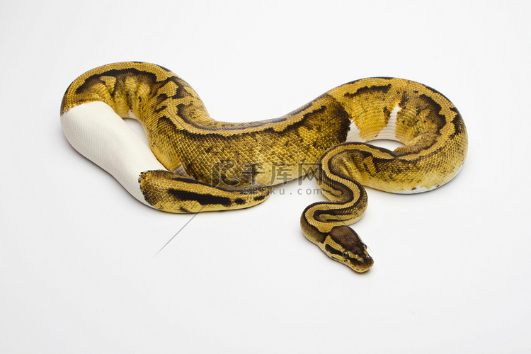 皇家 python 在白色背景上 高清摄影大图-千库网