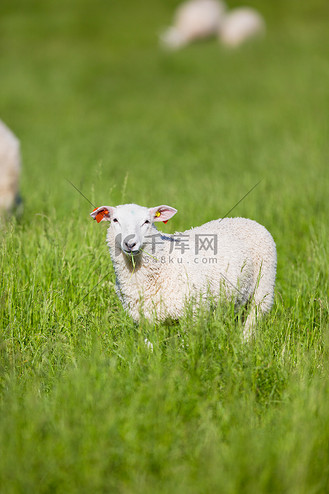 小羊吃草图片_小羊吃草素材-小羊吃草图片大全-千库网