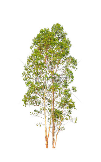 eucalyptus tree, tropical tree in the northeast of thailand isol