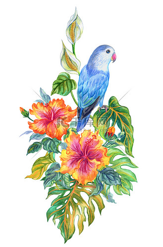 热带植物的构成, 芙蓉和龟背竹与鹦鹉, 水彩绘画在白色背景上.