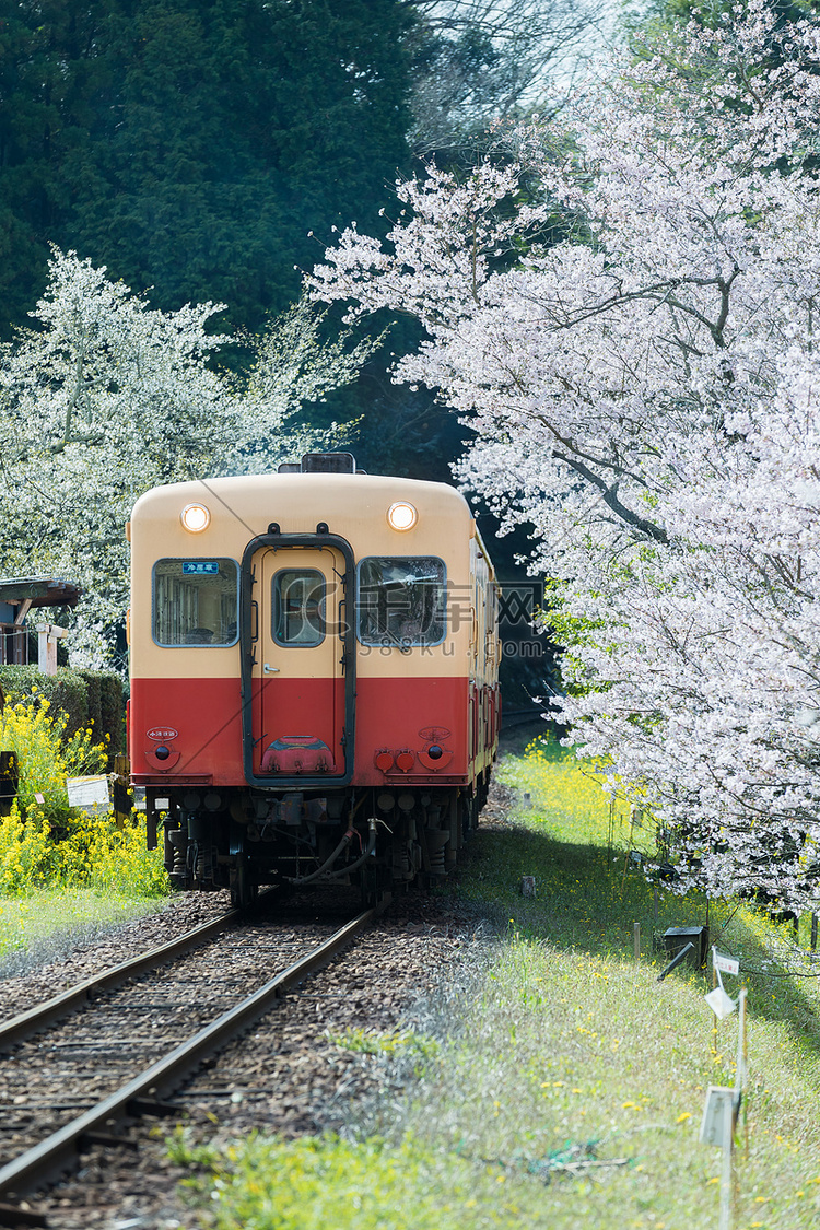 Kominato Tetsudo 火车和樱花樱花在春季季节。Kominato 线是日本千叶州的一条铁路线。高清摄影大图-千库网
