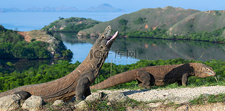 科莫多龙张开嘴。世界上最大的活蜥蜴科学名称: 瓦拉努斯·科莫多安斯。自然栖息地, 林卡岛。印度尼西亚.